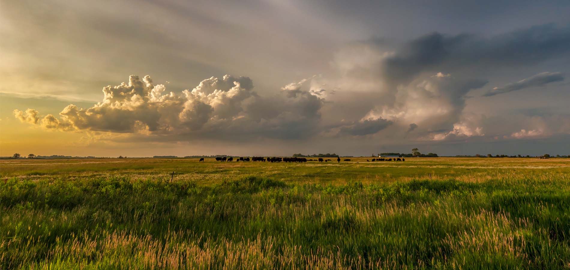 Cattle grazing on green grass under a stormy sky